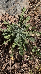Centaurea melitensis