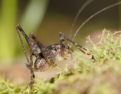 Macropathinae