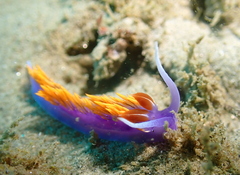 Flabellinopsis iodinea