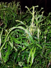 Melicope denhamii