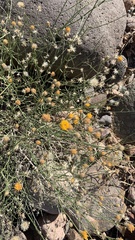 Bebbia juncea
