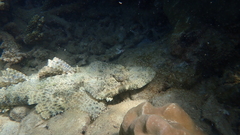 Cymbacephalus beauforti