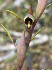 Orthoceras strictum