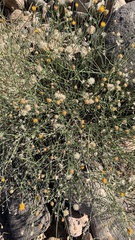 Bebbia juncea