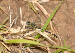 Austrogomphus cornutus