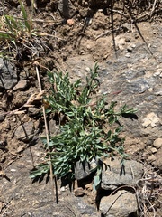 Lomatium greenmanii