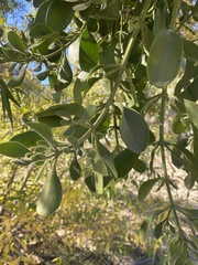 Phoradendron macrophyllum