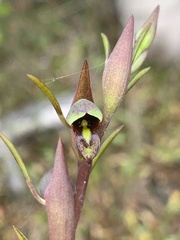 Orthoceras strictum