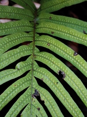 Polypodioideae