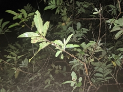 Psidium guajava