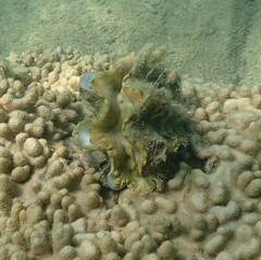 Tridacna squamosa