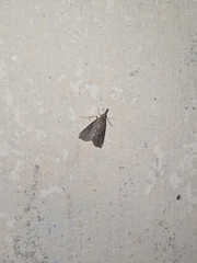 Hypena