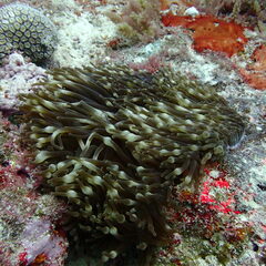 Entacmaea quadricolor