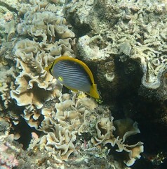 Chaetodon melannotus