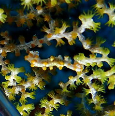 Hippocampus bargibanti