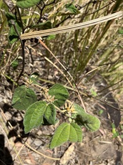 Grewia latifolia