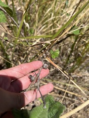 Grewia latifolia