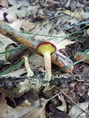 Phylloporus leucomycelinus