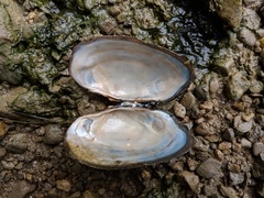 Strophitus undulatus