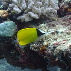 Forcipiger flavissimus