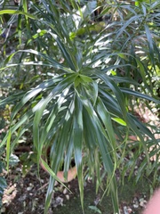 Dracaeneae