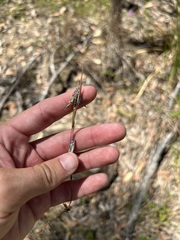 Cymbopogon refractus