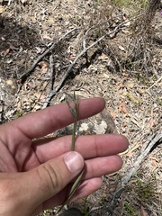 Cymbopogon refractus