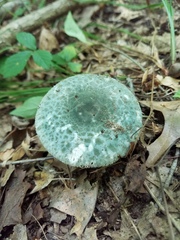 Russula parvovirescens