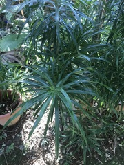 Dracaeneae