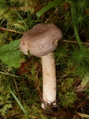 Lactarius vietus