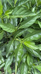 Stachytarpheta jamaicensis