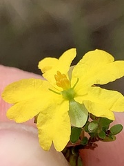 Hibbertia puberula
