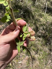Sida hackettiana
