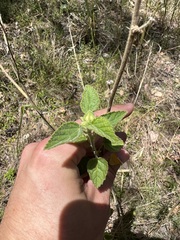 Sida hackettiana