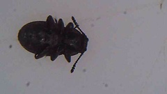 Hyphalus ultimus