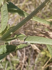 Naupactus xanthographus