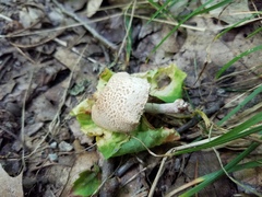 Cystolepiota