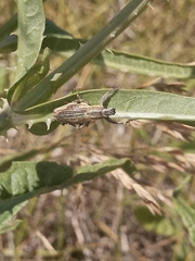 Naupactus xanthographus