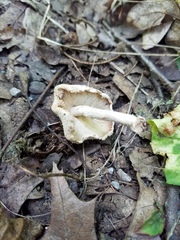 Cystolepiota