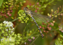 Austrogomphus cornutus