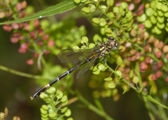 Austrogomphus cornutus