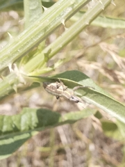 Naupactus xanthographus