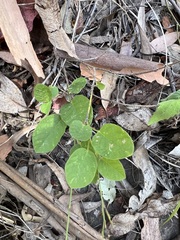 Desmodium rhytidophyllum
