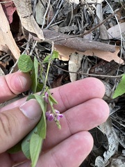 Desmodium rhytidophyllum