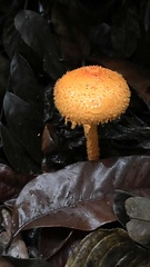 Agaricus crocopeplus