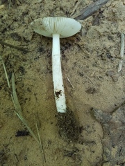 Amanita murrilliana