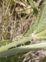 Naupactus xanthographus
