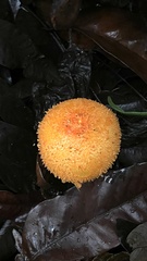 Agaricus crocopeplus