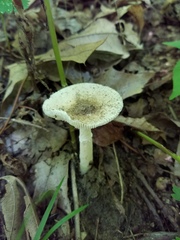 Amanita murrilliana