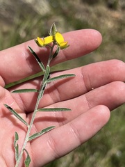 Phyllota phylicoides